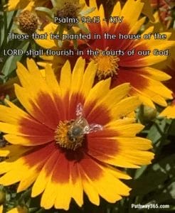 Scripture Pictures Page Five 14