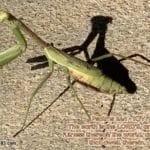 Scripture Pictures Page Two 1