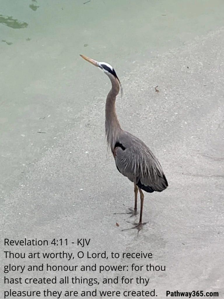Great blue heron standing in calm water symbolizing Revelation 4:11 KJV and God’s creation reflecting His glory, honor, and purpose