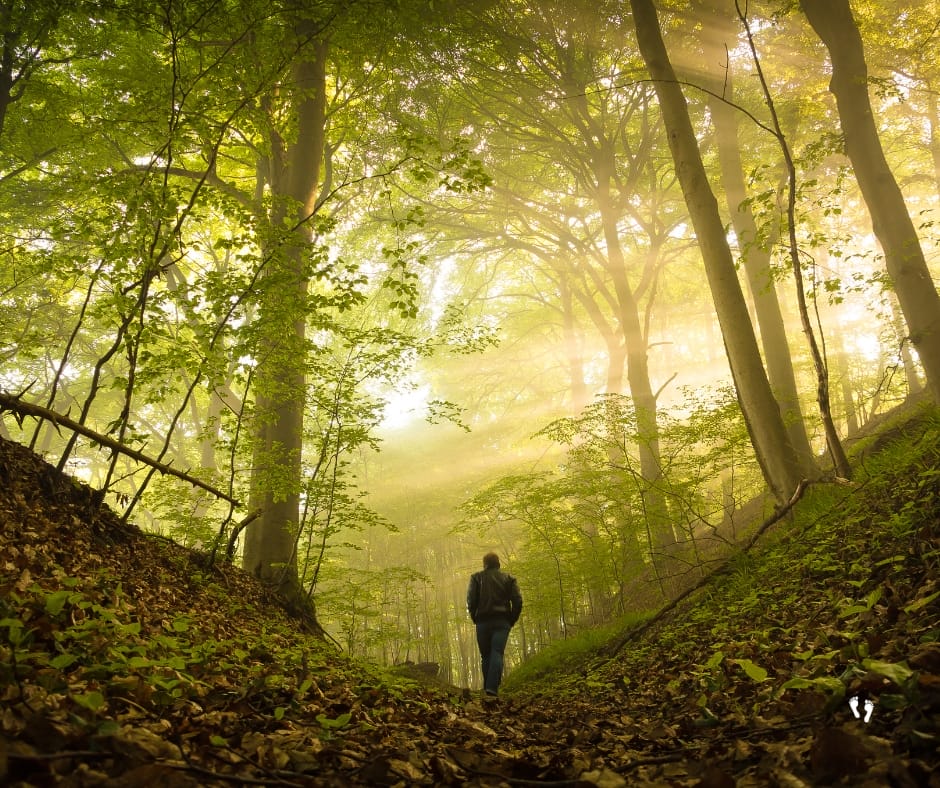 a person walking in a forest